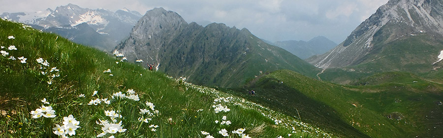 Distese di anemome narcissino con vista verso il Corno Branchino