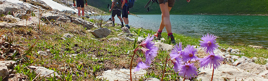 Soldanella alpina sulal riva del Lago Branchino
