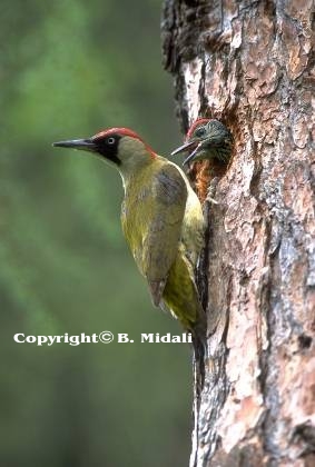 Per altre dettagliate informazioni e immagini sugl uccelli delle Orobie vedi 'La natura attraverso l'biettivo' di Baldovino Midali