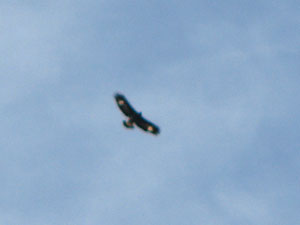Aquila reale in volo sui Piani di Bobbio