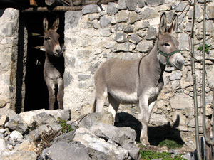 Asini al Crosnello di Catremerio (Brembilla) 