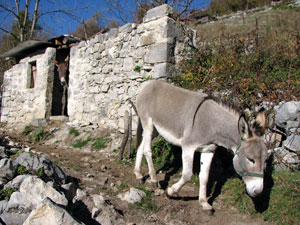 Asini al Crosnello di Catremerio (Brembilla) 