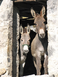 Asini al Crosnello di Catremerio (Brembilla) 