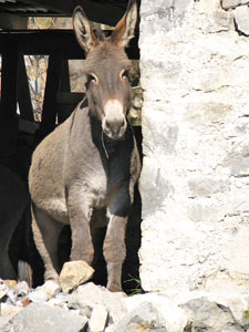 Asini al Crosnello di Catremerio (Brembilla) 