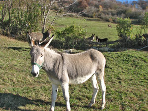 Asini al Crosnello di Catremerio (Brembilla) 