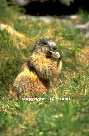 La marmotta (a cura di Baldovino Midali e Flavio Galizzi) 