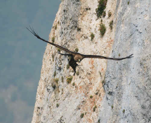 Aquila reale - Baldovino Midali e Flavio Galizzi