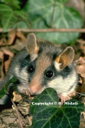 Il topo quercino (a cura di Baldovino MIdali e Marco Mastrorilli)