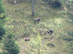 Famiglia di camosci al Passo di Monte Colle  - foto Piero Gritti 20 sett. 07