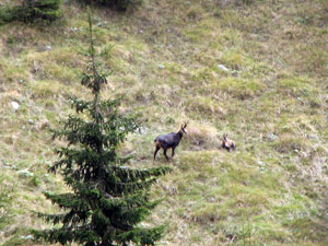 Camoscio adulto con piccolo al  Passo di Monte Colle  - foto Piero Gritti 20 sett. 07