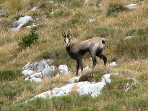 Al  Passo di Monte Colle  - foto Piero Gritti 20 sett. 07