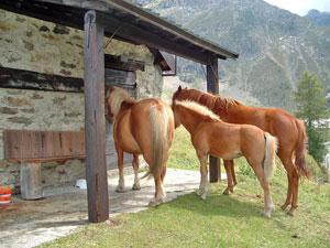 I cavalli del Rif. Laghi Gemelli