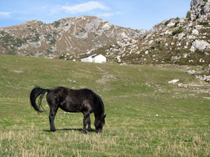 Bell'esemplare di cavallo nero ai Piani di Bobbio