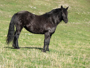 Bell'esemplare di cavallo nero ai Piani di Bobbio