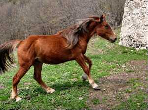 Un bel cavallo galoppa libero sui pascoli di Cantiglio