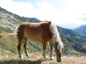 Cavalli al pascolo poco sotto il Passo di Tartano 