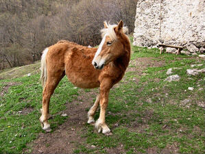 Un bel pony sui pascoli di Cantiglio