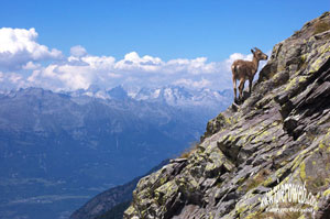  - foto Fabrizio Paravisi