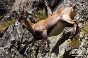 In posa plastca all'inizio della ferrata del Becco - foto Fabrzio Paravisi