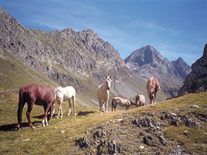 Al pascolo alle pendici del Monte Aga - foto Piero Gritti estate 2000