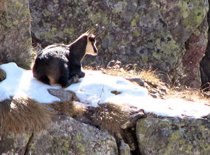 Camosci delle Alpi Orobie