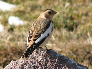 Uccelli delle Prealpi e Alpi Orobie di Valle Brembana