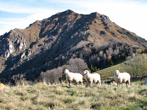 Sui prati di Spettino Alto verso il Monte Gioco