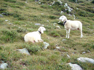 Sui pascoli ai Laghi Gemelli