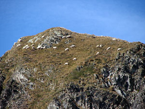 Sugli scoscesi pascoli di cresta verso cima Monte Valletto (15 sett. 07)