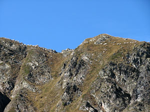 Sugli scoscesi pascoli di cresta verso cima Monte Valletto (15 sett. 07)