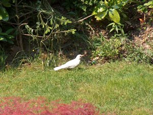 Merlo albino, cuculo, rondini  nel giardino di casa e dintorni - FOTOGALLERY