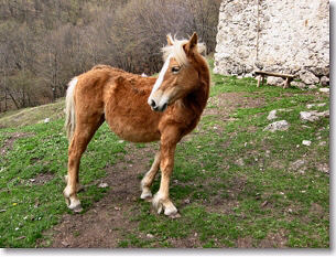 Un pony posa davanti all'obiettivo