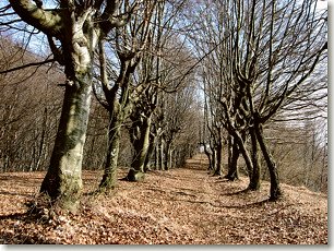 Tra un roccolo e l'altro...un 'viale' alberato