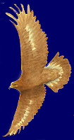 Aquila reale - disegno di Stefano Torriani