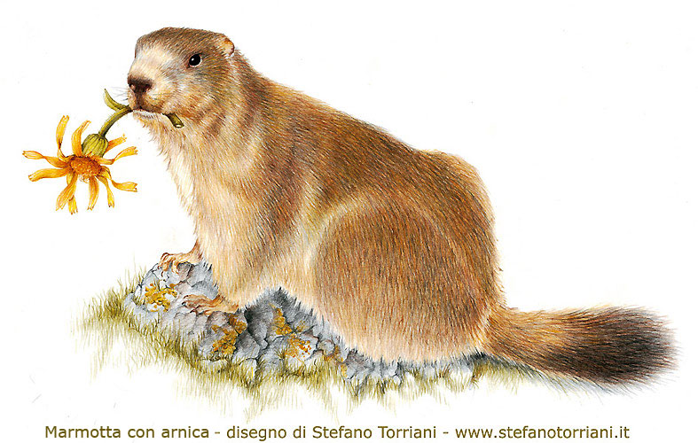 Marmotte Delle Alpi Orobie