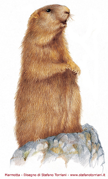 Marmotte Delle Alpi Orobie