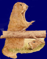 Marmotte