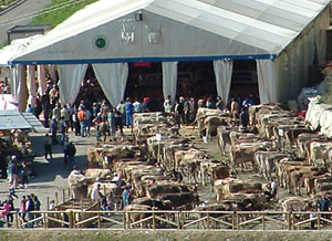 Zoom sul piazzale della Mostra zootecnica