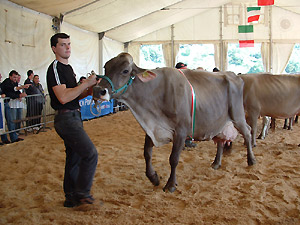 Vedi in grande