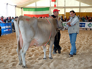 Vedi in grande