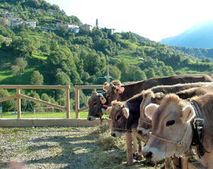 Mostra zootecnica di razza bovina