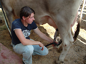 Mungitura moderna