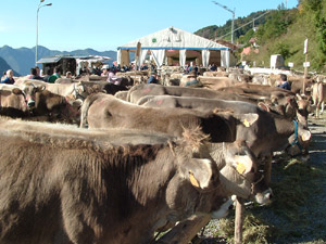 Mostra zootecnica di razza bovina