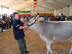 Nel ring...a fatica