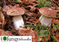FUNGOLANDIA 2007 