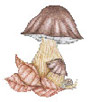 Fungolandia