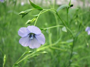 Sbocciano i primi fiori azzurri