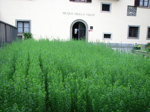 Le pianticelle di lino nelll'aiuola del cortile del Museo, fofografate il 29 maggio 2007