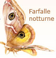 Il magico mondo delle farfalle