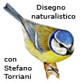 Corso di disegno naturalistico con Stefano Torriani